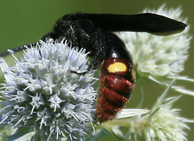Scolia dubia